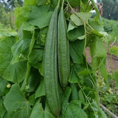 Green Ridge Gourd - Heirloom, Non - Gmo Seeds