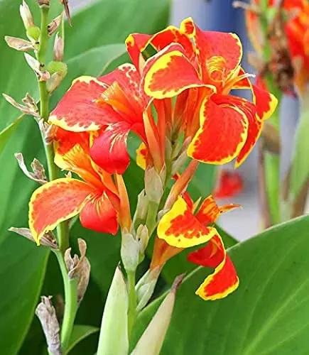 Red Golden Flame Canna Lily (Canna Indica) flower seeds for Planting - heirloom and Non-GMO garden seeds Dhara Seeds