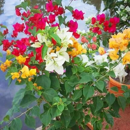 Mixed Bougainvillea Flower - Heirloom, Non - Gmo Seeds