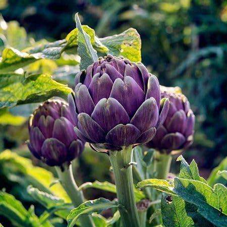 Purple Artichoke - Heirloom, Non - Gmo Seeds