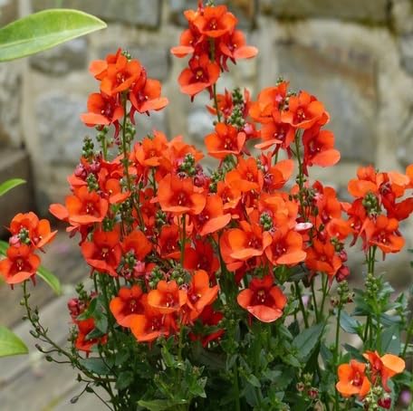 Orange Diascia Flower - Heirloom, Non - Gmo Seeds