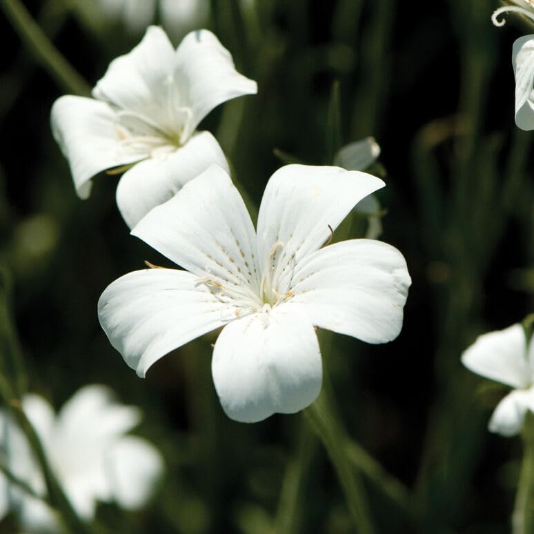 White Ocean Pearl Agrostemma Seeds
