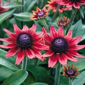Red (Red scientific name) for planting in garden