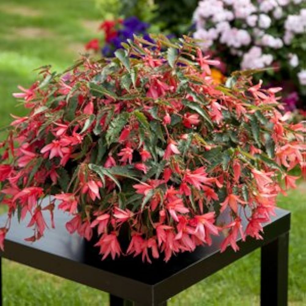 Dusk Nectar Begonia Seeds or Seeds Flower Flower Seeds – Heirloom, Non-GMO, High Germination Organic Garden Seeds