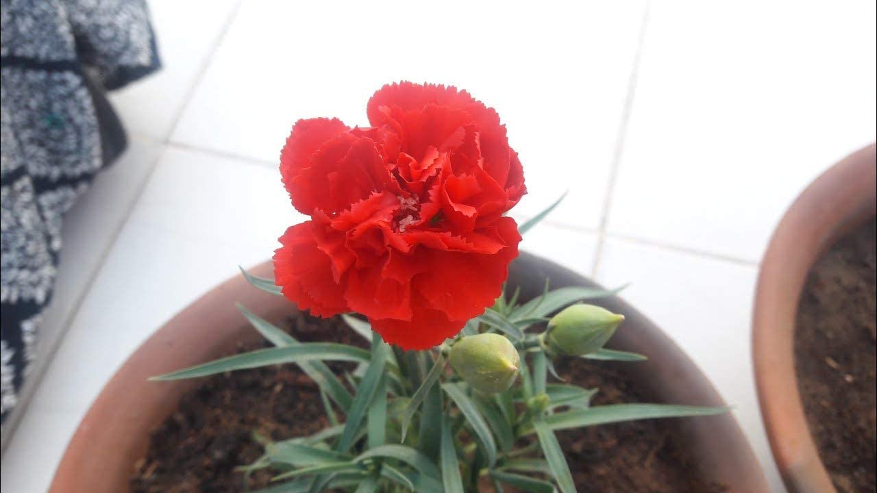 Carnation Dianthus caryophyllus Flowering Seeds For Planting in home garden or decorative borders