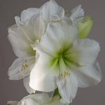 Amaryllis (Hippeastrum spp.) white and pink seeds for flowering garden use