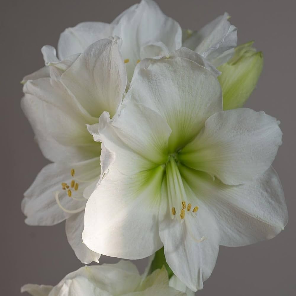 Amaryllis (Hippeastrum spp.) white and pink seeds for flowering garden use