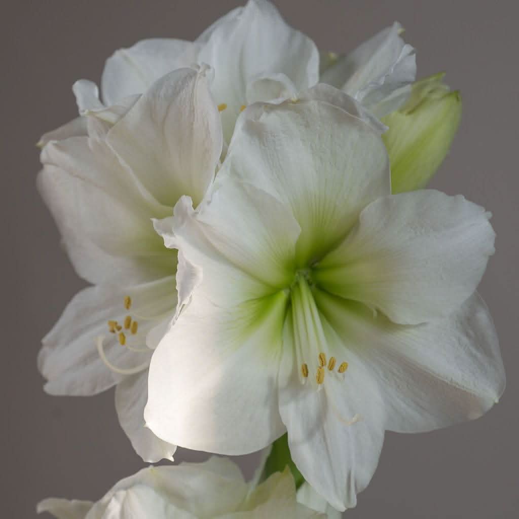 Amaryllis Hippeastrum White flower seeds for planting in indoor pots and decorative garden containers