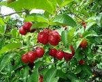 Pitanga Suriname cherry fruit seeds