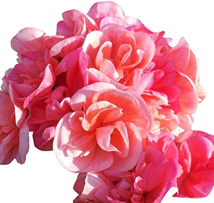 Light Pink Geranium Pelargonium Heirloom Non-GMO Seeds for Planting