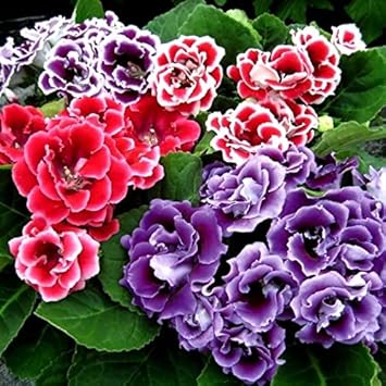 Gloxinia Flower Heirloom Non Gmo Image