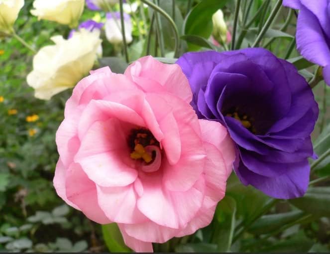 Eustoma Grandiflorum Flower Seeds for Planting in Backyard Gardening and Vertical Arrangements