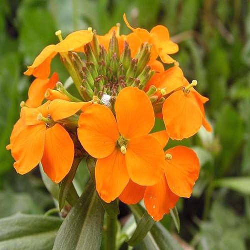 Orange Cheiranthus Allionii Flower Seeds – Heirloom, Non-GMO, High Germination Organic Garden Seeds for Planting