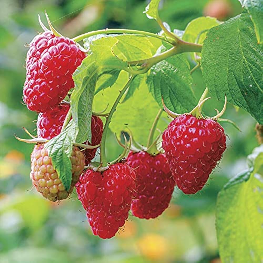 Red Raspberry Plant Collection