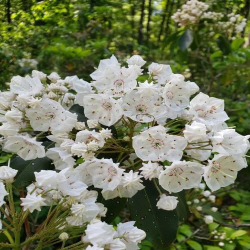 Kalmia Latifolia Flower White - Heirloom, Non - Gmo Seeds