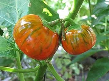Orange Green Eggplant Seeds for Planting