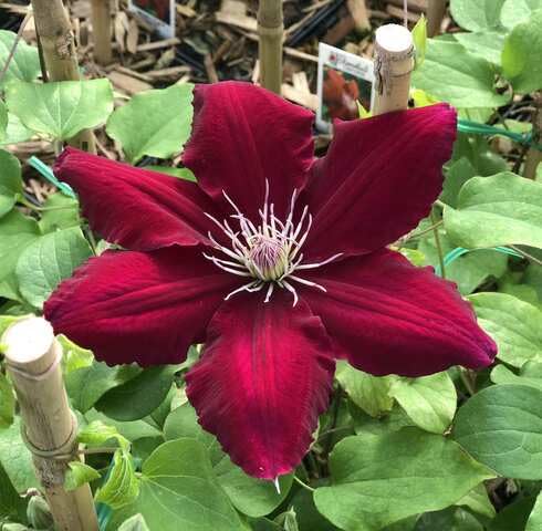 Red Clematis Flower - Heirloom, Non - Gmo Seeds