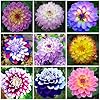 Dahlia Dahlia pinnata flower seeds for planting in backyard garden or seasonal flower beds
