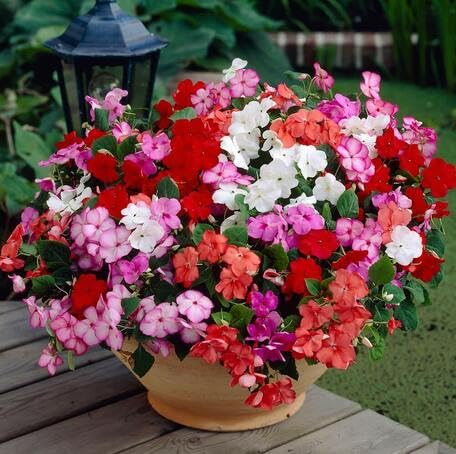 Mixed Impatiens Flower - Heirloom, Non - Gmo Seeds