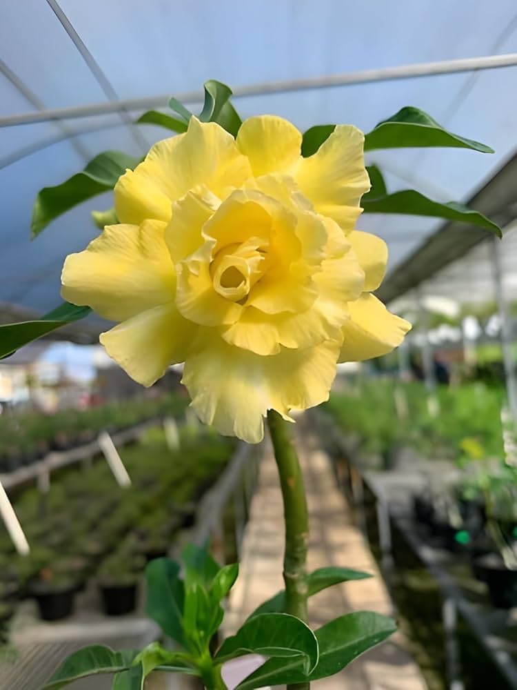 Adenium Fragrant Adenium Obsum Desert Rose Triple Jaune Fragrant Regen pcs – Dharaseeds