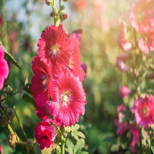 Red Hollyhock Flower - Heirloom, Non - Gmo Seeds