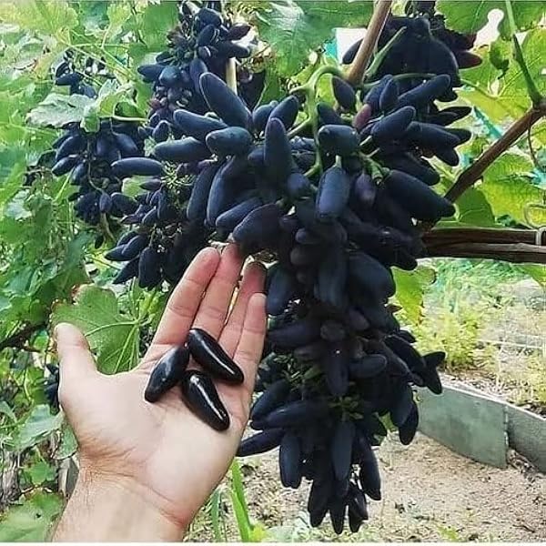 Finger Grape Seeds for Planting Vitis vinifera for home gardens and urban orchards