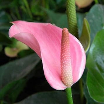 Andraeanu (Andraeanu scientific name) for planting in garden