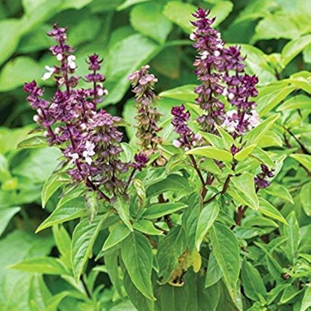 Medicinal And Edible Aromatic Plants Ocimum 'Morpha Flower – Heirloom, Non-GMO, High Germination Organic Garden Seeds