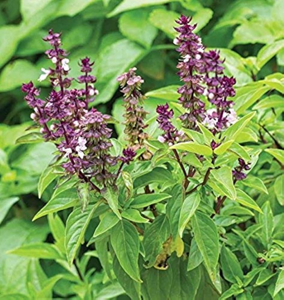 Sweet Basil Ocimum basilicum Seeds for Planting - Perfect for Vegetable Patch & Home Garden