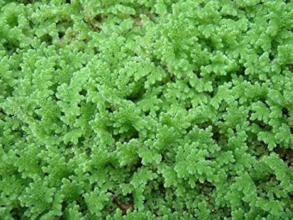 Gray Crested Fern Plant Seeds for Planting -heirloom & Non GMO Seeds for planting in your garden.