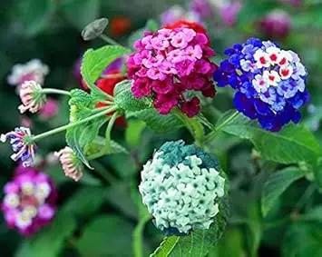 Lantana Mix Flower Seeds for Garden Planting - NON GMO Seeds Dhara Seeds