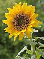 Helianthus annuus for planting in flower bed