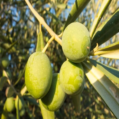 Green Olive Fruit - Heirloom, Non - Gmo Seeds
