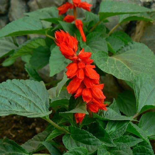 Red Salvia Flower - Heirloom, Non - Gmo Seeds