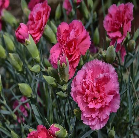 Pink Carnation Flower - Heirloom, Non - Gmo Seeds