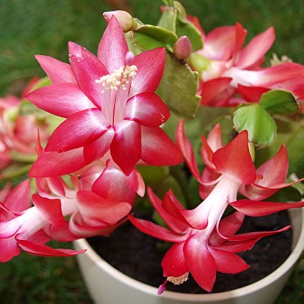 Christmas Cactus Schlumbergera Truncata Flower Seeds for Planting in Indoor Pots and Hanging Containers