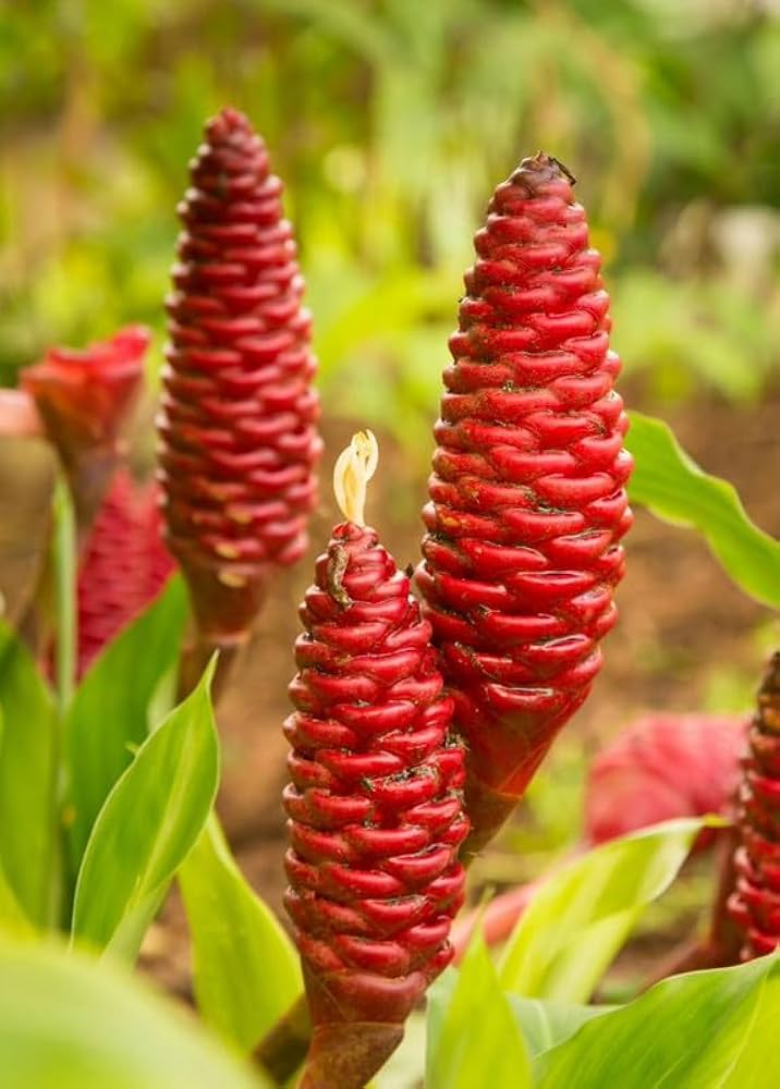 Heirloom Non-GMO Ginger Flower Seeds for Garden Planting – Rare Exotic Blooms Variety