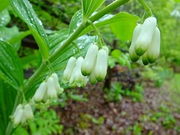 White (White scientific name) for planting in garden