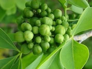 Green Aegle Marmelos Plant Seeds for Planting heirloom & Non-GMO Seeds