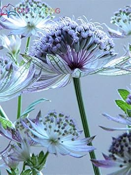 Organic Blue Astrantia Flower Seeds for Planting – Heirloom, Non-GMO