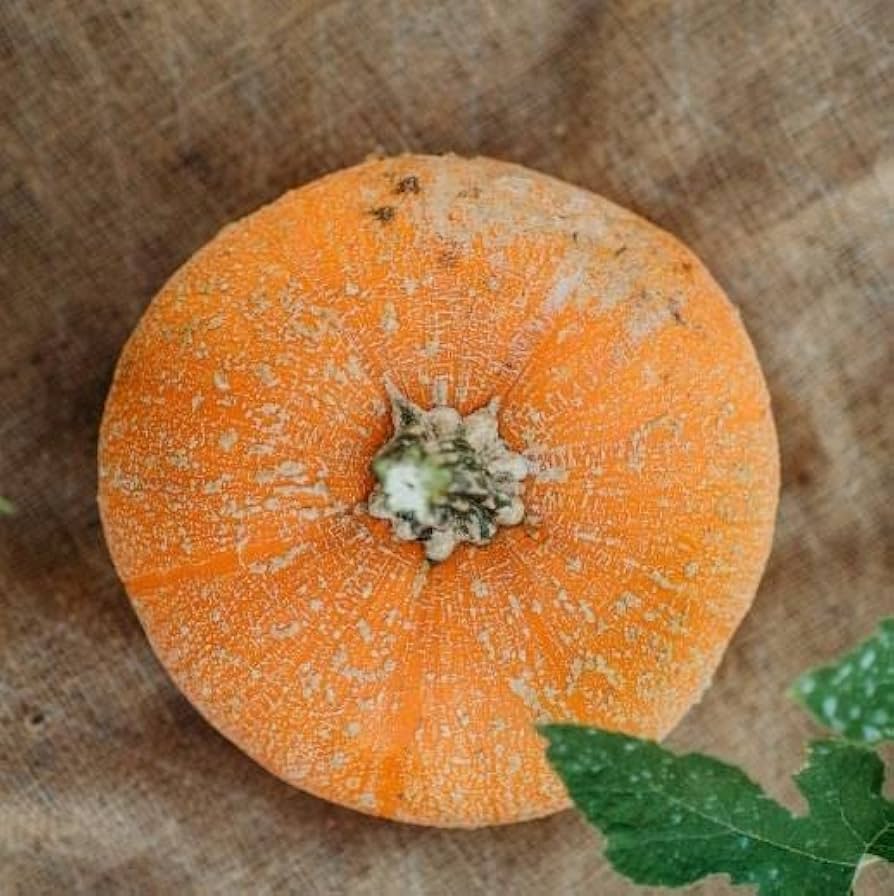 Pumpkin Cucurbita Pepo Winter Luxury Vegetable Seeds for Planting – Heirloom Variety Ideal for Baking and Fall Harvest