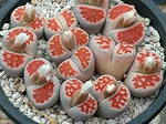 Red Lithops Succulents Heirloom Non Gmo Image