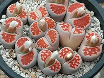 Red Lithops Succulents Heirloom Non Gmo Image