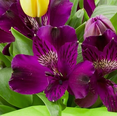 Purple Alstroemeria Flower - Heirloom, Non - Gmo Seeds
