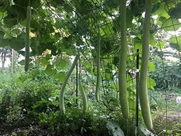 Green Cucuzzi Gourd Seeds for Planting heirloom & Non-GMO Seeds