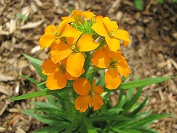 Orange Siberian Flower Seeds for Planting - 100 pcs