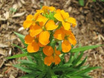Siberian (Siberian scientific name) for planting in garden