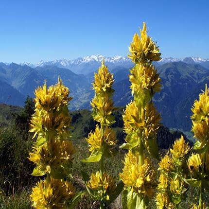 Yellow Gentian Flower - Heirloom, Non - Gmo Seeds