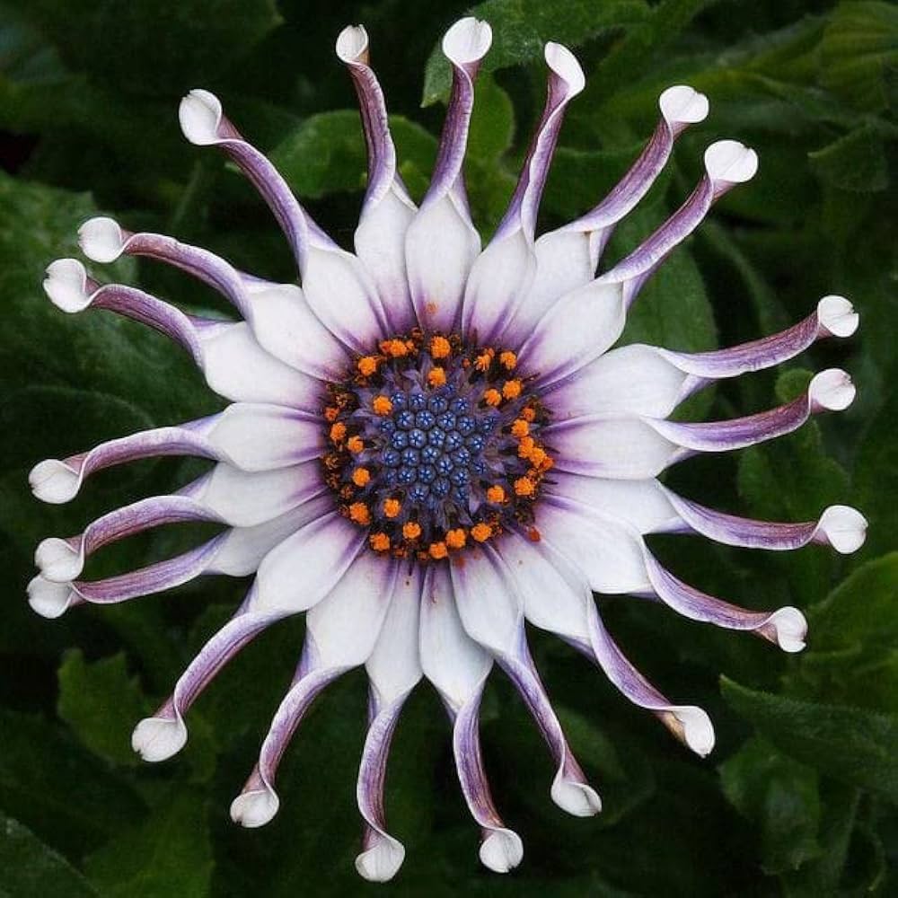 Dimorphotheca Seeds Purple Osteospermum Seeds Dimorphotheca for Planting - Order Now ...