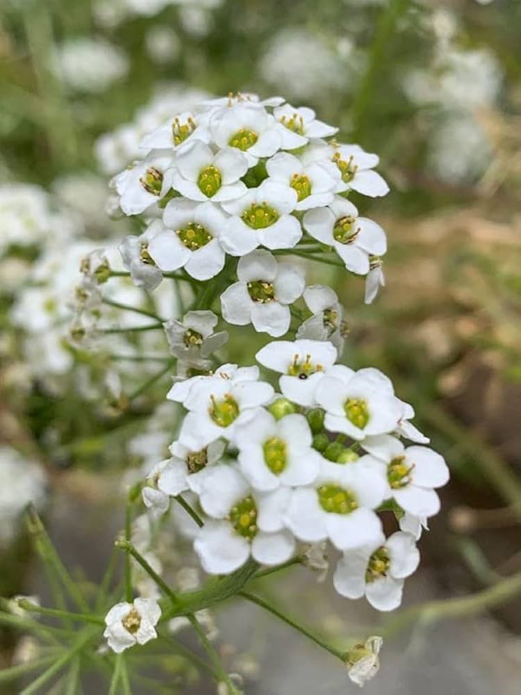 Alyssum Aphrodite White Flower Seeds for Planting in Borders or Pots